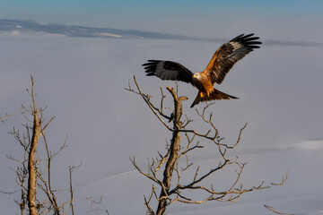  Nibbio reale (Milvus milvus) in volo planato mentre si avvicina all'albero su cui intende fermarsi.
