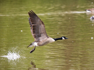 Canada Goose Taking Off on a Lake