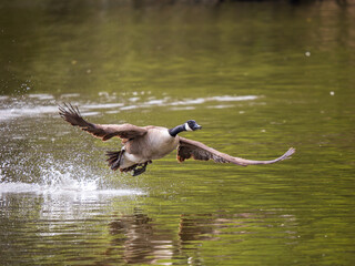Canada Goose Taking Off on a Lake