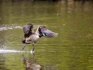 Canada Goose Taking Off on a Lake
