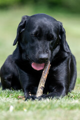 Portrait of a cute black Labrador chewing a stick
