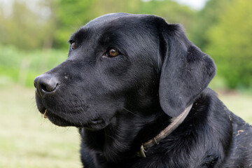 Close up portrait of a black Labrador