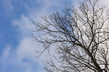 A Serene Scene Of Bare Tree Branches Reaching Into A Blue Sky, Dotted With Scattered Clouds, Creating A Tranquil And Natural Atmosphere.