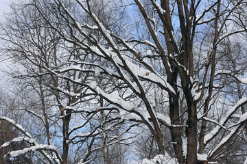 A Serene Winter Scene Featuring Bare Tree Branches Covered In Fresh Snow Against A Clear Blue Sky. The Image Captures The Tranquil Beauty And Simplicity Of A Wintery Landscape.