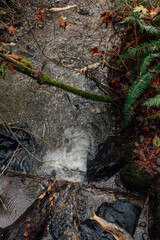 looking down at dead salmon in Piper's Creek at Carkeek Park