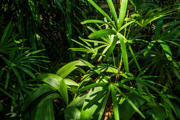 Light beaming through