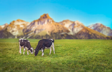 Cows Grazing in a Mountain Valley