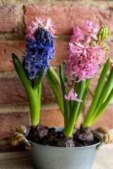 Interior design of spring kitchen or living room. Metal vase with bulbs of hyacinth, tulips. Easter floral decorations. House cozy seasonal decor with fresh flowers. Home gardening