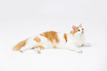 A Calm and Relaxed Cat Joyfully Lying on a Soft White Background, Truly Adorable