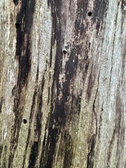 close up of tree trunk 
