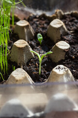 Growing food in urban garden. Borage seedlings growing indoor in DIY seed starting containers