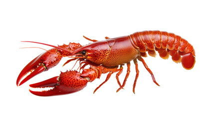 Fresh Cooked Lobster on Transparent Background