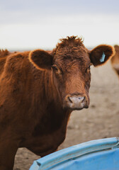 Red angus cow in pasture in rural Kansas 
