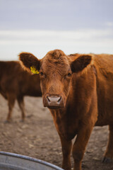 Red angus cow in pasture in rural Kansas 