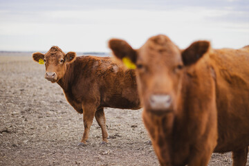 Red angus cow in pasture in rural Kansas 