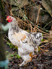Young rooster on free range. Poultry. Outdoors. Sustainable farming in a rural area.