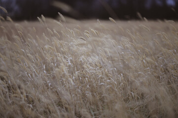Prairie grass blowing in the wind