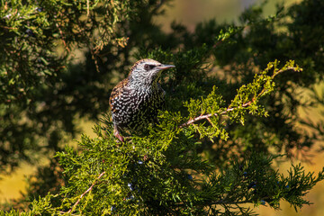 Common Starling bird feeding on junioper berries, Canada.