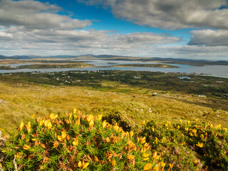 Yellow flowers blooming on rough bush, stunning nature scene with green fields, hills, mountains and cloudy sky in the background. Famous Connemara area, county Galway, Ireland. Travel and tourism. 