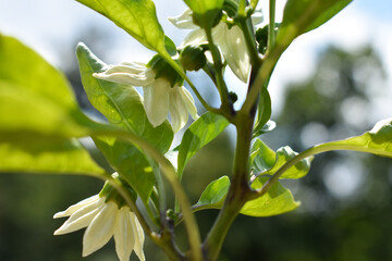 Peppers in bloom