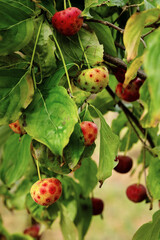 Unusual red and pink Japanese dogwood berries close-up