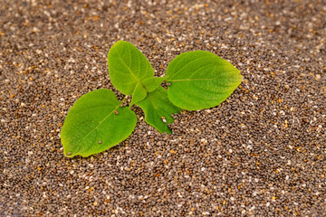 Chia plant and chia seeds are a flowering plant from the mint family, native to central and southern Mexico.