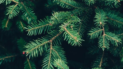 Green tree with green leaves and red berries