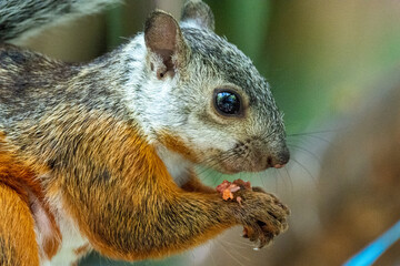 portrait  of a variegated squirral with grey back end red front