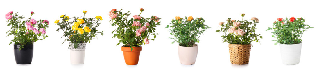 Set of beautiful roses in pots on white background