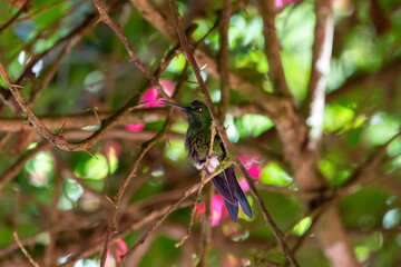 close-up of a admirable hummingbird