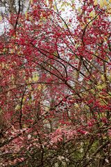 Large bare bush of European birch bark is strewn with fruits in autumn