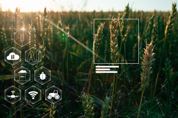 Wheat field in smart farm field with AI control, Smart technology and Agriculture futuristic...