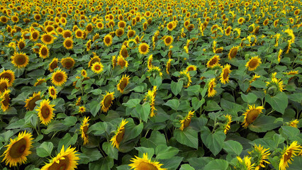 Drone view of a field of sunflowers during sunset