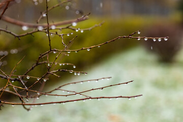 Close-up of bare tree branches adorned with shimmering water droplets during the first wet snow, creating an atmospheric scene of early winter with soft natural light and blurred background