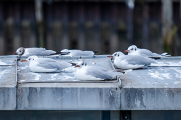 several seagulls are lying on a silver metal roof and resting