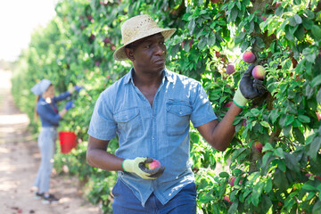 Portrait of american male gardener during harvesting of plums at farm garden