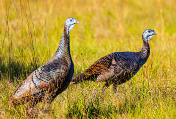 Wild Turkey Pair