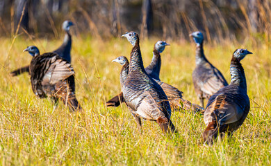 Wild Turkey Group