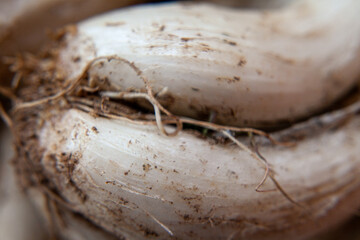 Close-Up of Calçots, Catalonia's Iconic Ingredient