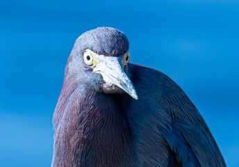 Little Blue Heron Close Up