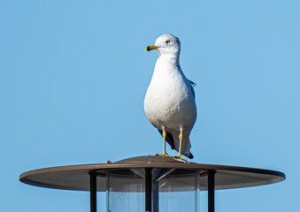 Perched Seagull on a Lamp Post