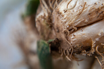 Traditional Calçots Prepared for Catalonian Cuisine
