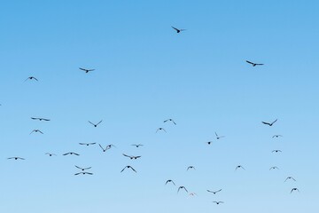 Flock of Birds Flying in Clear Blue Sky