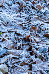 close-up of frozen autumn leaves on a road