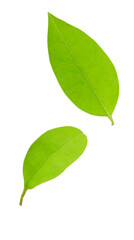 Green leaves png