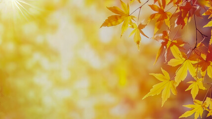 Fototapeta premium Autumn maple leaves with golden sunlight and soft background