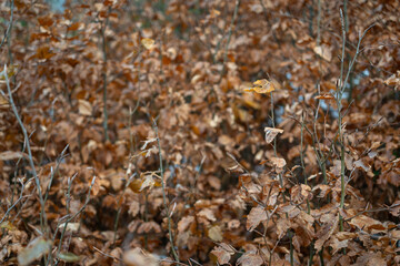 Dry beech leaves on young trees.
