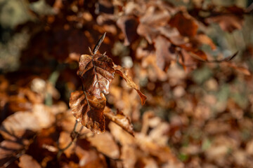 Dry beech leaves on young trees.
