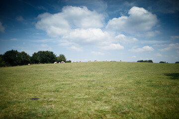 A grassy hilltop under a partly cloudy sky.  Cattle graze peacefully.  Rural scene.