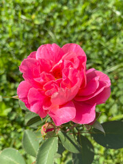 bright pink magenta rose bloom